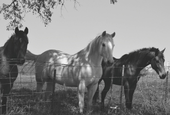 Two horses stand close together in a green field with gentle hills and scattered trees in the background under soft daylight creating a calm and peaceful rural scene